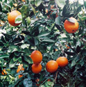 Oranges